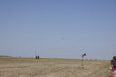 EDSC_0160_2820129.jpg