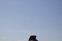 EDSC_0160_2824429.jpg